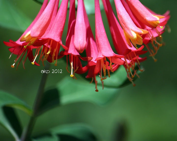 8" x 10" Tropical Pink Fluted Flower Photographic Print