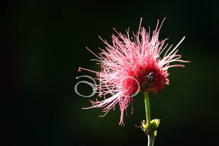18" x 12" Ready to Hang Pink Firecracker Floral Canvas Print