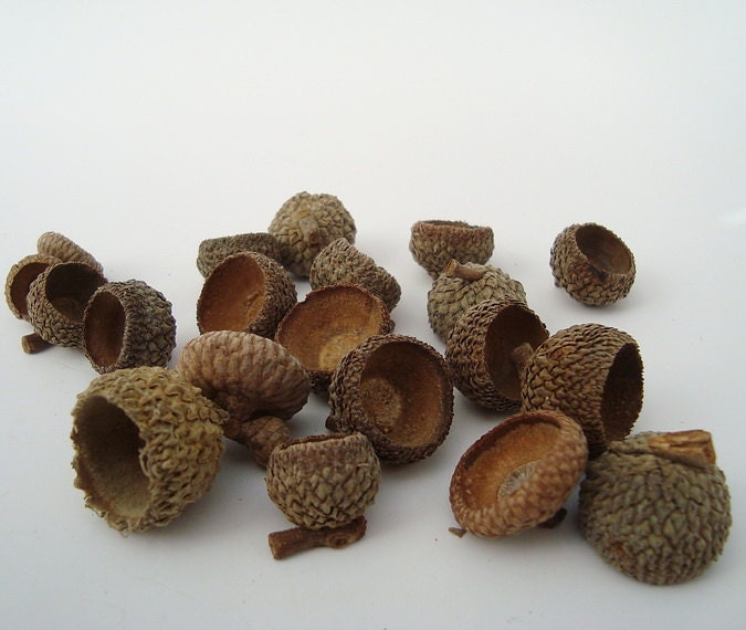Acorn Caps for Crafting Mixed Lot of  20