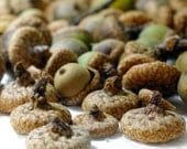 100 Natural Acorn Caps Small