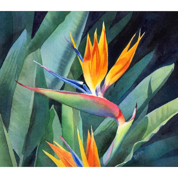 Bird Of Paradise flower print from watercolor painting by