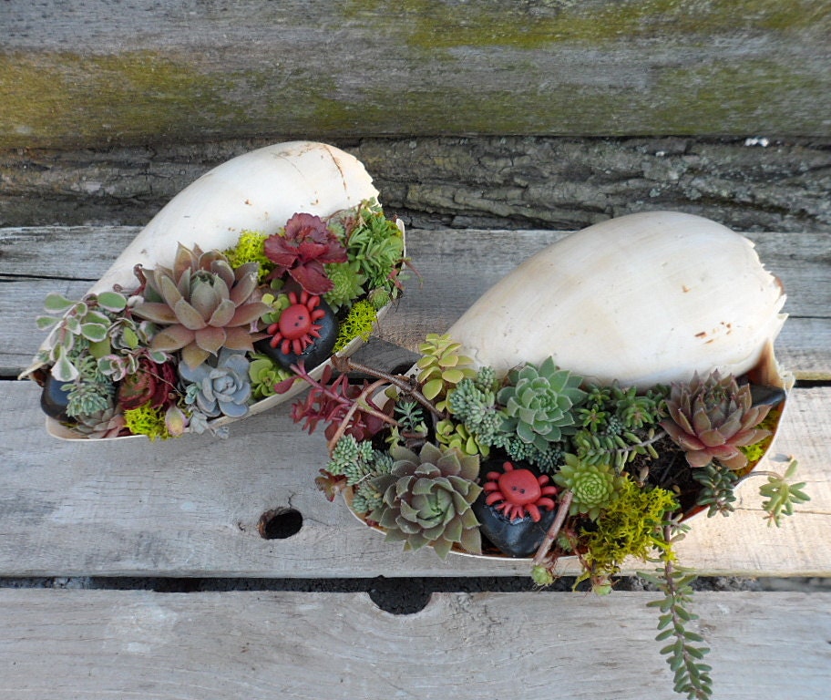 Sea Shell Garden Planter - Sweet Garden Gift ,  Easy to care for, perfect for desk.