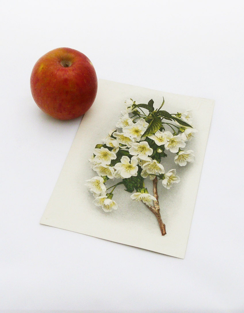 Vintage Botanical Print - Apple Blossom