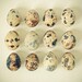 Quail Eggs - Food photography, speckled eggs, neutral colors, rustic kitchen art, chocolate brown and cream 8x8 still life print