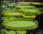 Nature's Bowls - water lilies