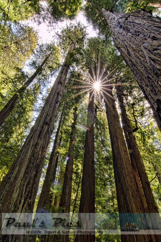 Redwood Forest, 8x12 Fine Art Photograph (G7820), Nature Photography - PaulsPics