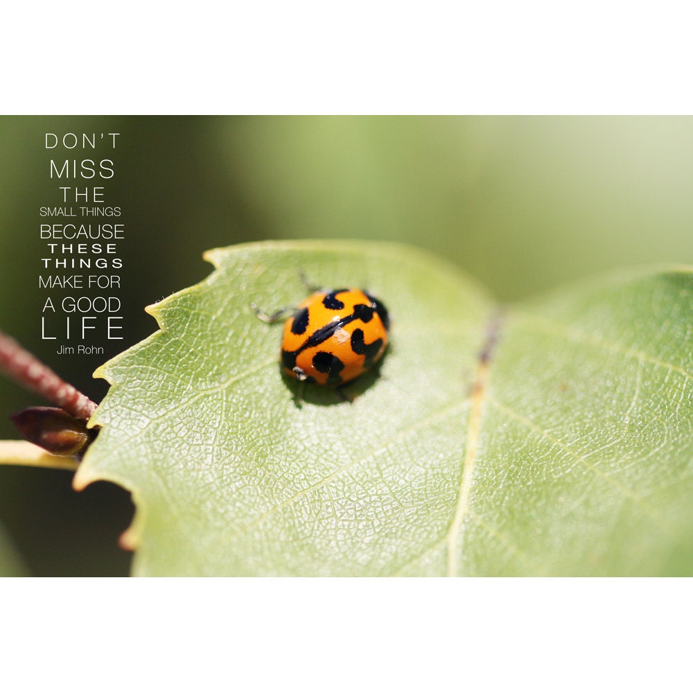 Quote 8x12  print - don't miss the small things: Jim Rohn