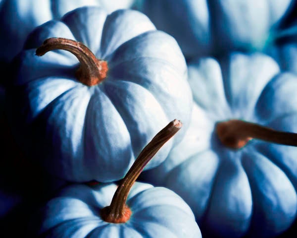 Blue pumpkins - kitchen decor - food - brown indigo - farmhouse - rustic fine art photography