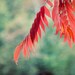 Autumn Photograph - red leaves branch green indian summer fall home decor