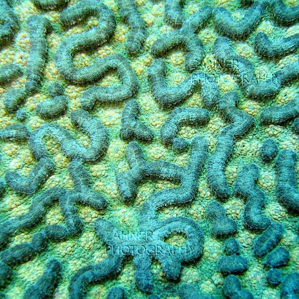 Aquamarine Coral Labyrinth - 5x5 Underwater Photography Nautical Home Decor Art Print Masculine