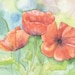 SALE Poppies Watercolor Print 8 x 10