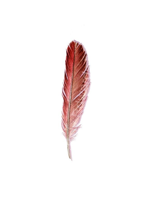 red feather red cardinal feather 433 original by jodyvanb red feather red cardinal feather 433 original by jodyvanb