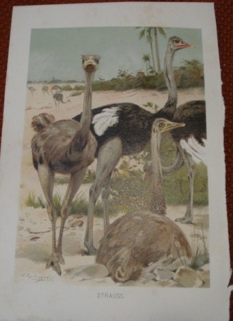 Vintage Antique German Natural History Prints C1900 Ostrich