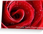 Macro Flower Greeting Card Blank Note Card of Fine Art Photograph Just Because Thinking Of You Get Well Soon