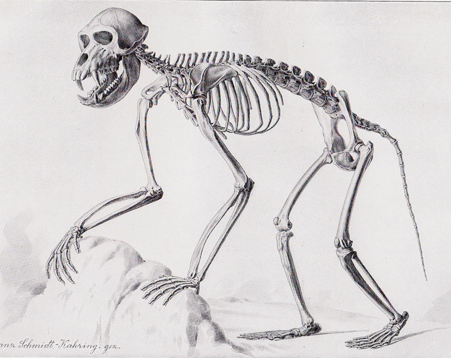 Baboon Skeleton