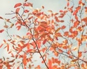 Nature photography - fine art photography print -  red leaves warm golden tree fall home decor - Autumn glow