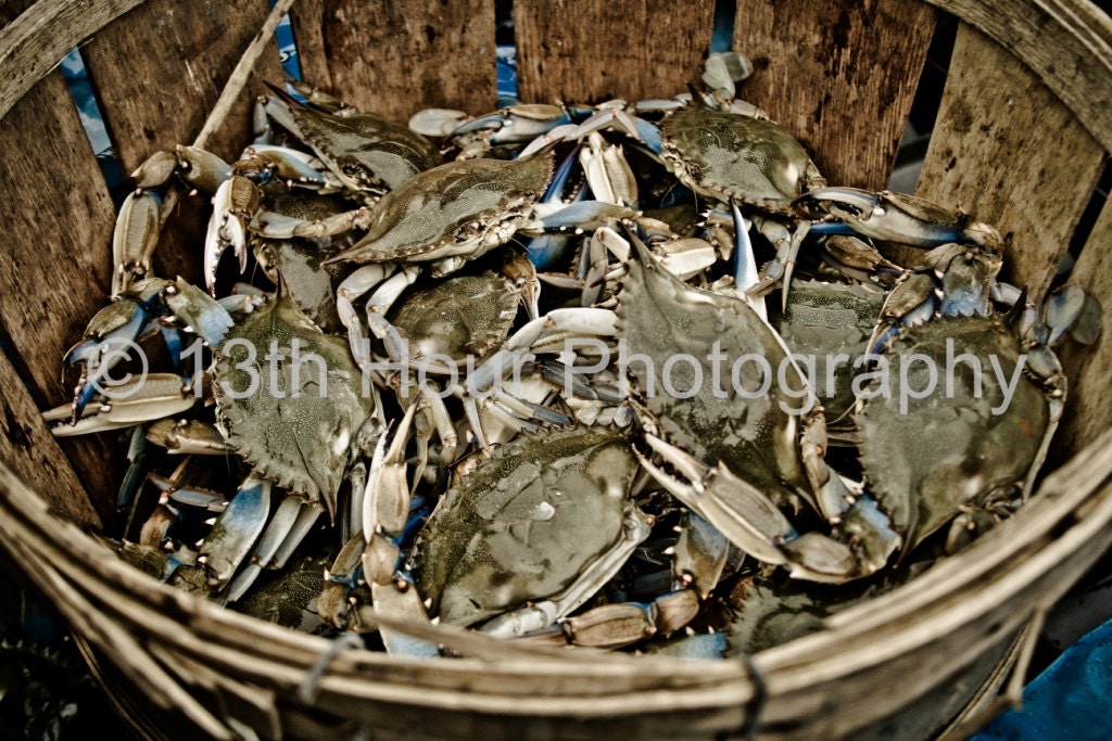 Basket of Maryland Blue Crabs - 8x12 Fine Art Print Baltimore