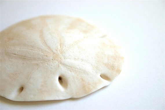 Edible Sand Dollars 6 Cake Decoration or by ...