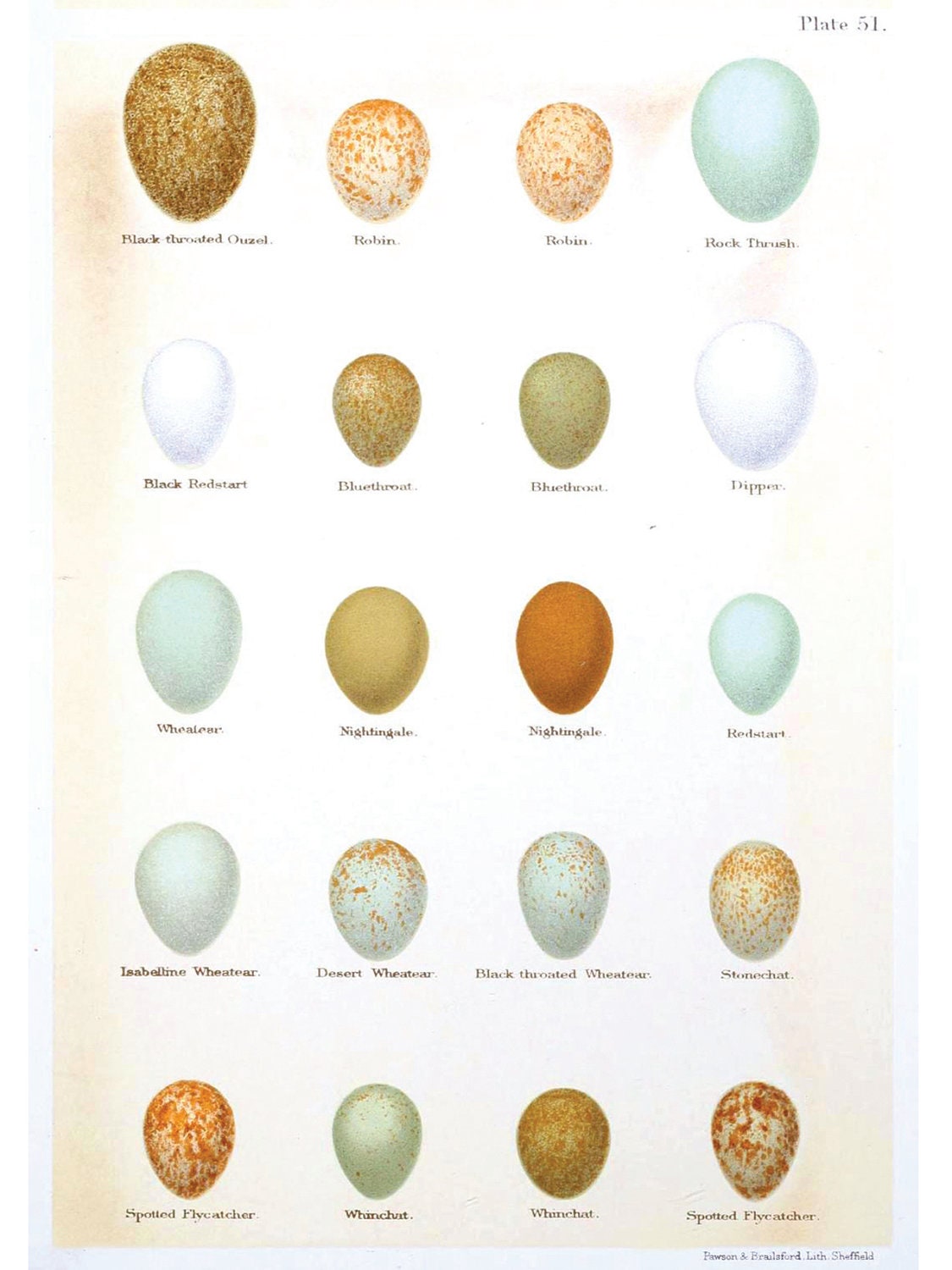 12x15 Vintage Science Animal Study Poster. Bird Egg Science Plate. CP-AN004