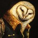 Owl Art - "Night Sentry" - 11x14" - Giclee Cavas Print