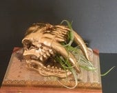 Air plant displayed in gold saber tooth tiger skull. Great boyfriend gift.