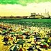 photograph ATLANTIC CITY NJ Steel Pier beach umbrellas 16x20 vintage vacation red aqua nostalgia beach lover gift