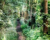 Landscape photography, green woodland photograph, Into the Woods, 8x8