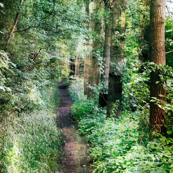 Landscape photography, green woodland photograph, Into the Woods, 8x8