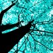 Abstract Forest in Blue - 8x10 Fine Art Nature Print
