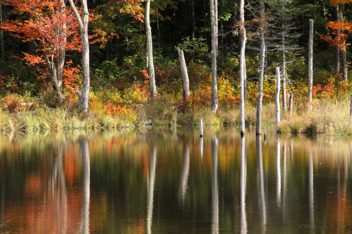 Beaver Pond Reflection - Painted Trees  8 x 10 Print