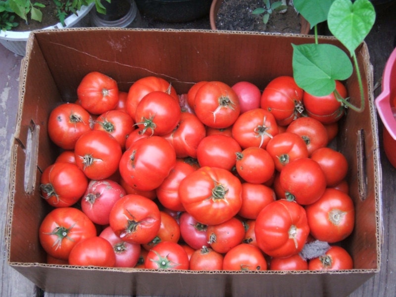 Tomato Pasta Sauce Seed Pack Tomato Peppers Herbs - Organic and Home Grown Seeds