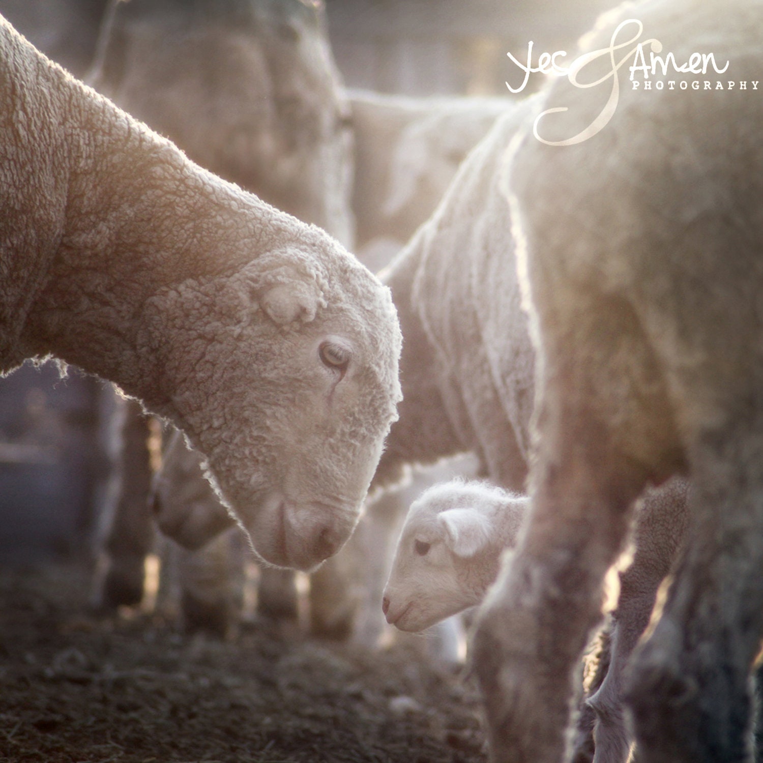 divine love - lamb photography - fine cards (and so farm fresh)