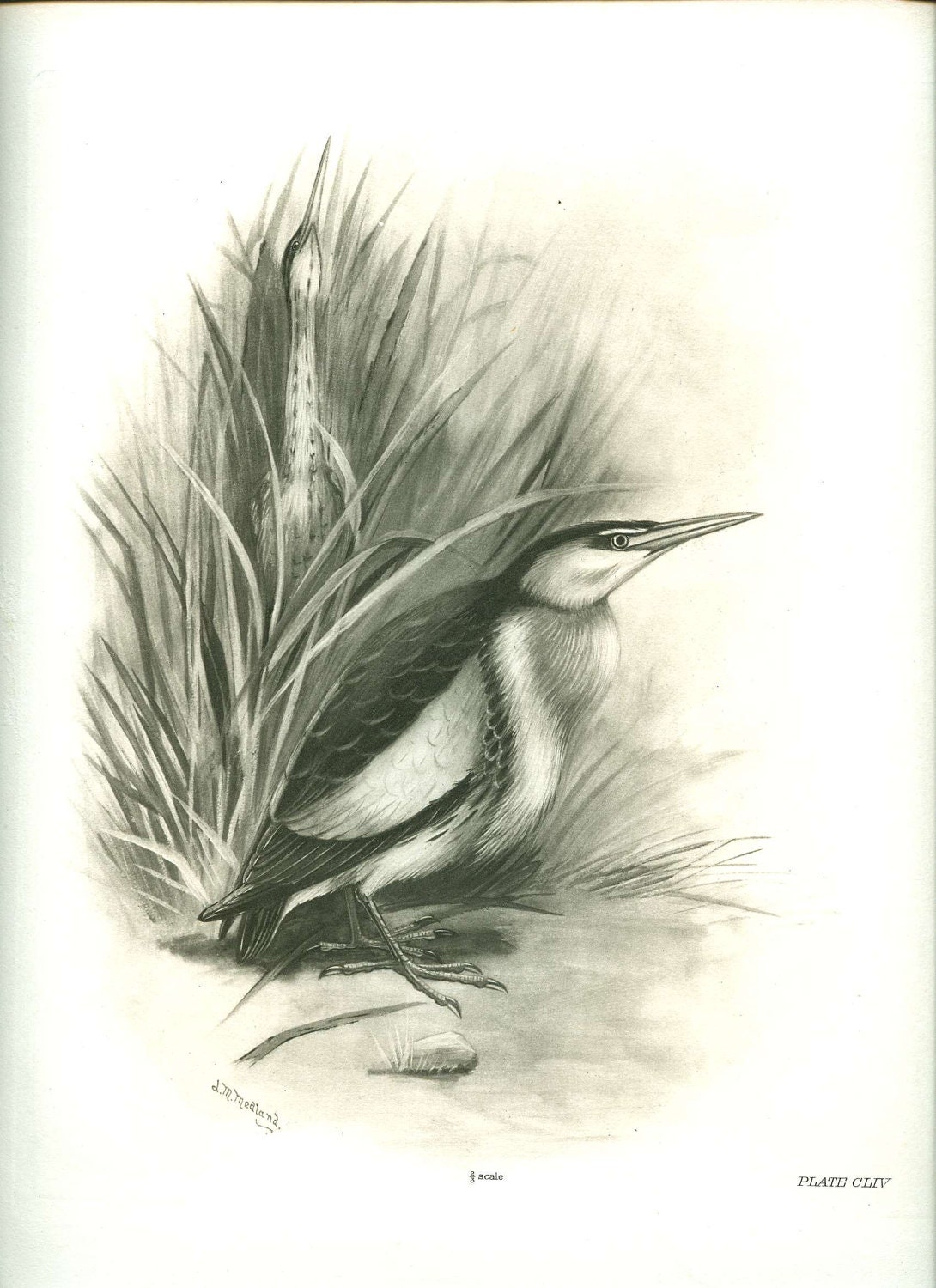 Antique Bird Print Black and White Photogravure 1906. Of a LITTLE BRITTERN bird Illustrated by famous bird artist Lilian Medland