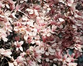 Magnolia - 8x12. Fine art print. Home decor. Nature, spring, pink, floral, botanical.