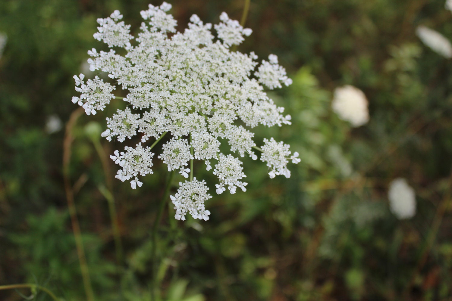 Queen Anne's Lace - the epitome of Summer Childhood Memories in the Midwest - 8x10 art print - rustic, cottage shabby chic
