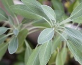 Organic Culinary or Common Sage Seeds