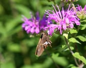 Wild Bergamot or Bee Balm Seeds