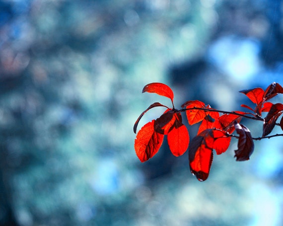 Macro  photography Nature  Red  leaves minimal modern Blue   wall art Fall   home  decor art   4x6 Fine Art Photography Print