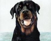 Rottweiler, Framed Giclee.