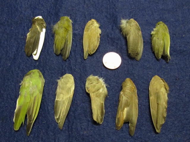 10 Single Finch Dried Bird Wings Feathers Art Craft Taxidermy