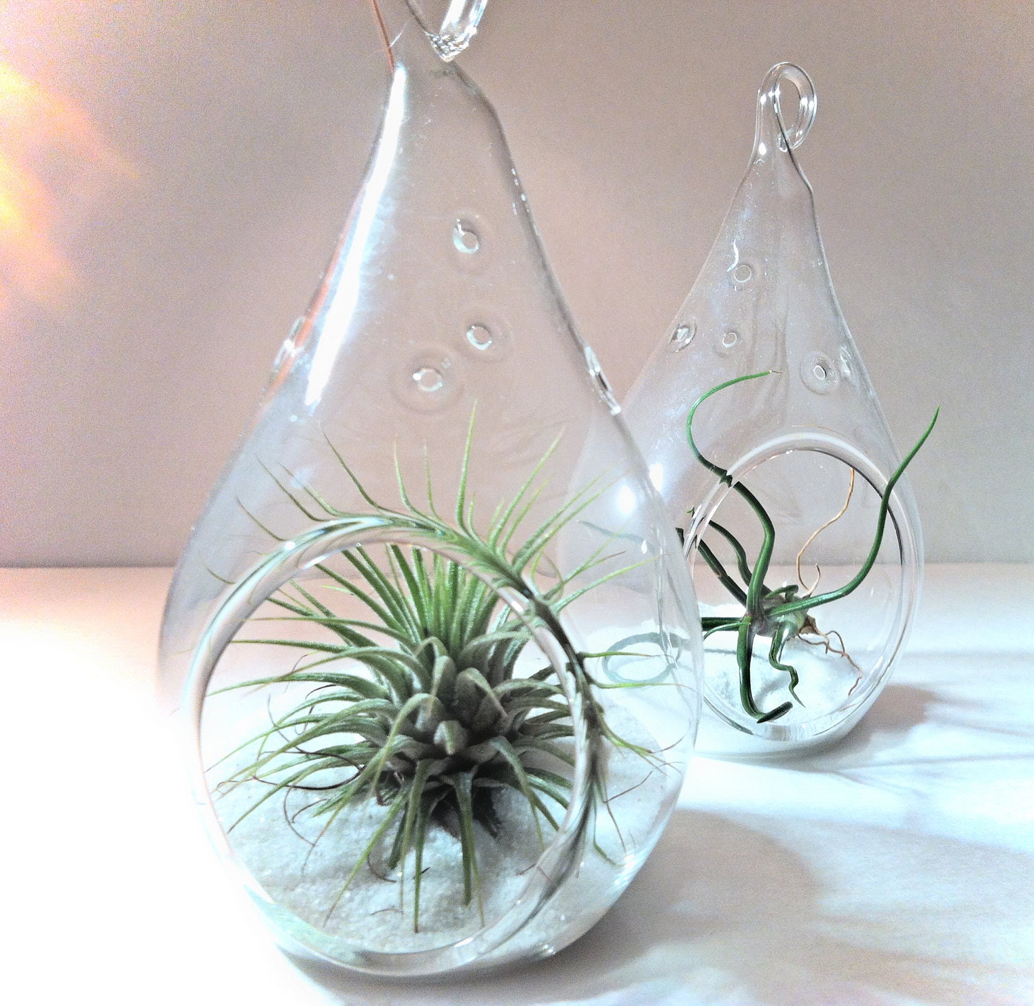 Tear drop Air Plant Terrarium // Container //- Your choice of Air Plant