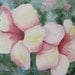 Pink Yellow Flower, Barbara Rosenzweig, Art Print, Etsy, Allamanda Tropical Floral Reproduction of Original Watercolor Painting