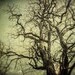 Spooky Halloween Decor Gothic Nature Print Olive Tree Rustic Autumn Woodland Moody Mysterious Green Black Creepy Scary Tree.