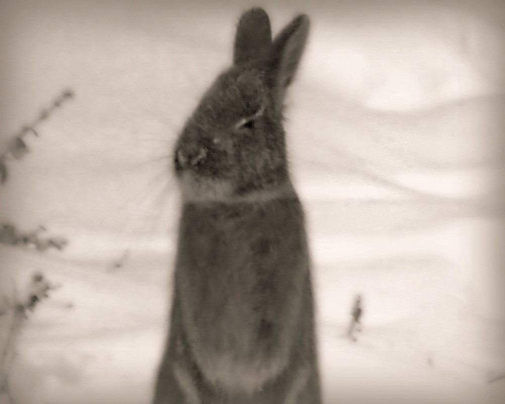 Bunny Rabbit Photography grey,monochrome,Gifts under 25,black & white,winter,adorable,snow