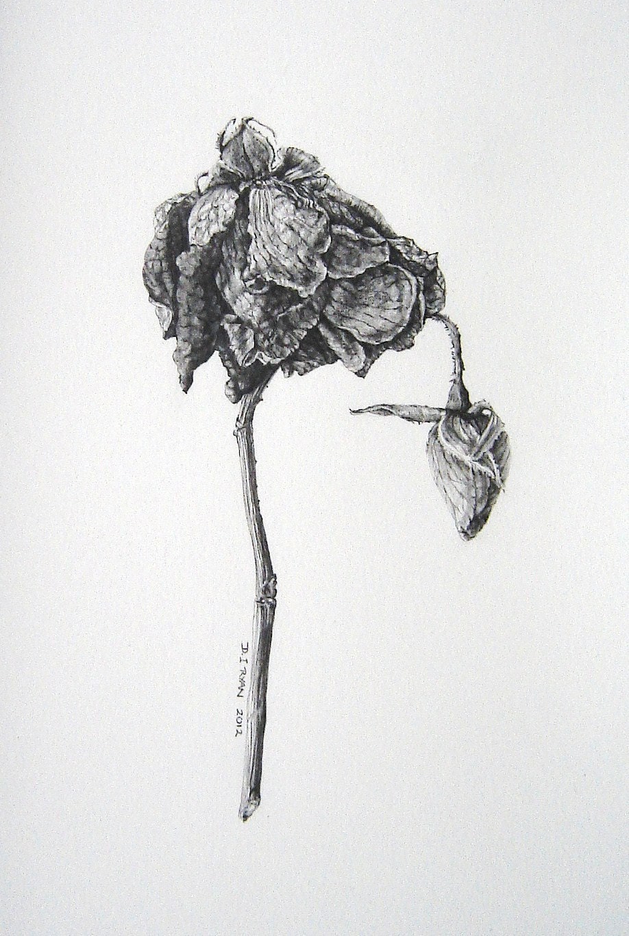 Art - Limited Edition Glicee Print from Original Drawing - Dried Flower and Bud - Botanical - Winter - Home Decor - Worksonpaperart