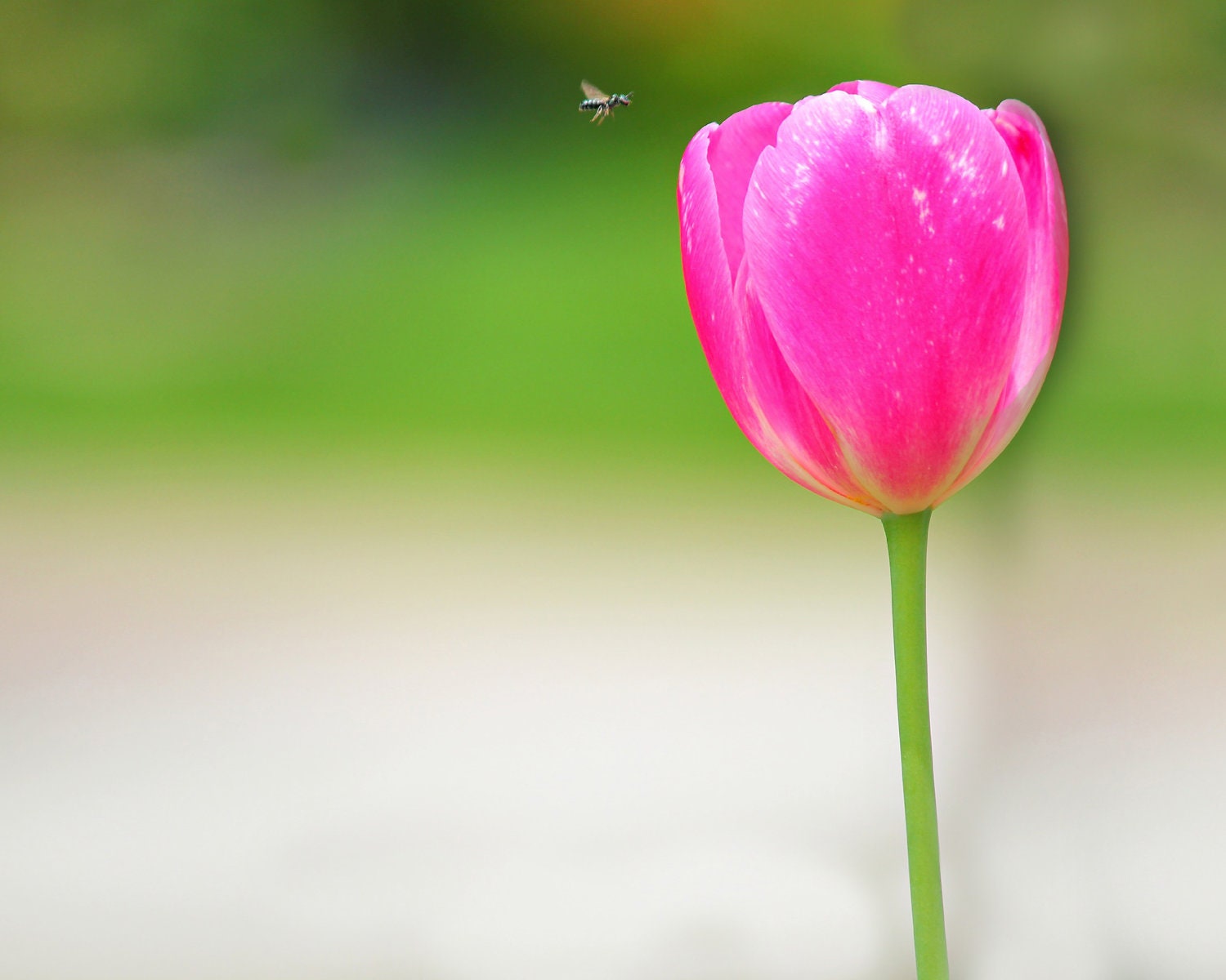 Hello Spring, Tulip, Spring Photograph, Bug, Pink, Flower Photograph, Nature Photography, Fine Art Photography, Home Decor, Pink Tulip - annawithlove