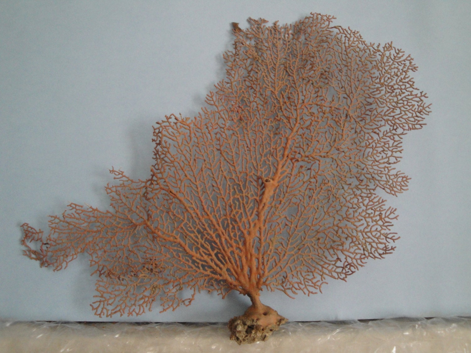 Natural Sea Fan 12" x 8.9" Red  Seashells Reef Coral