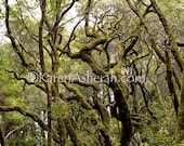 Forest Arms - Trees with character, Forest, Nature Fine Art Photography 8" x 12" Photographic Print