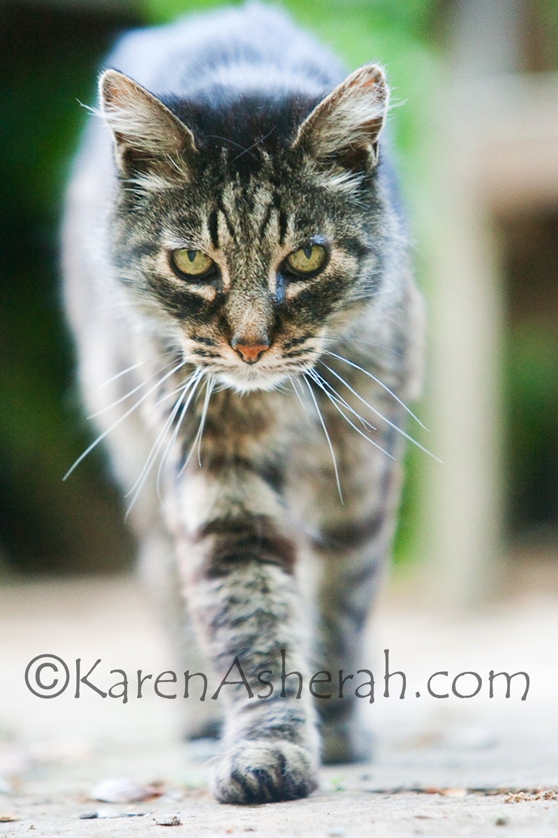 Beebu -Tabby old, well loved cat, walking toward his human, Animal Art, Art photography, Photography 8 x 12 Print
