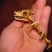 Dragon SKULL carved antler mini SKULLS carvings by Bonecarver